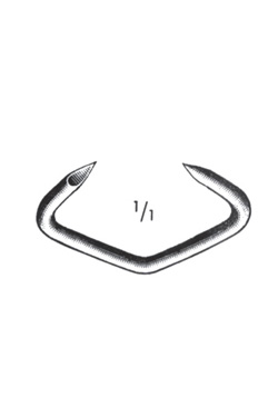 Nose Rings